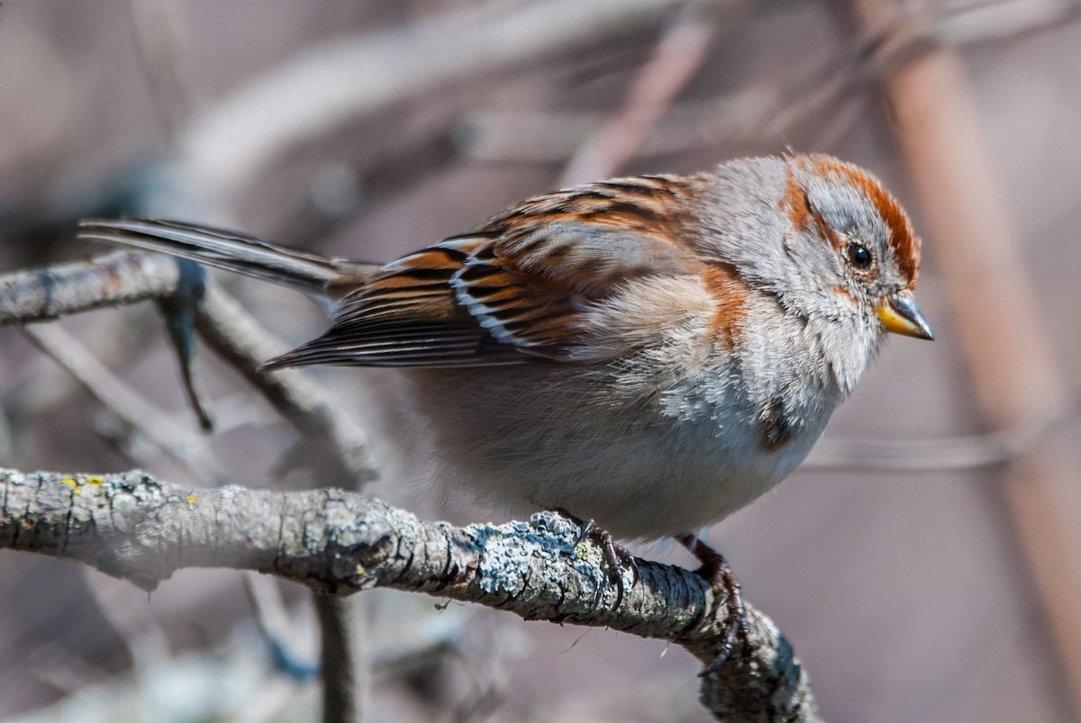 Hudson Körfezi Serçesi - ML93583281