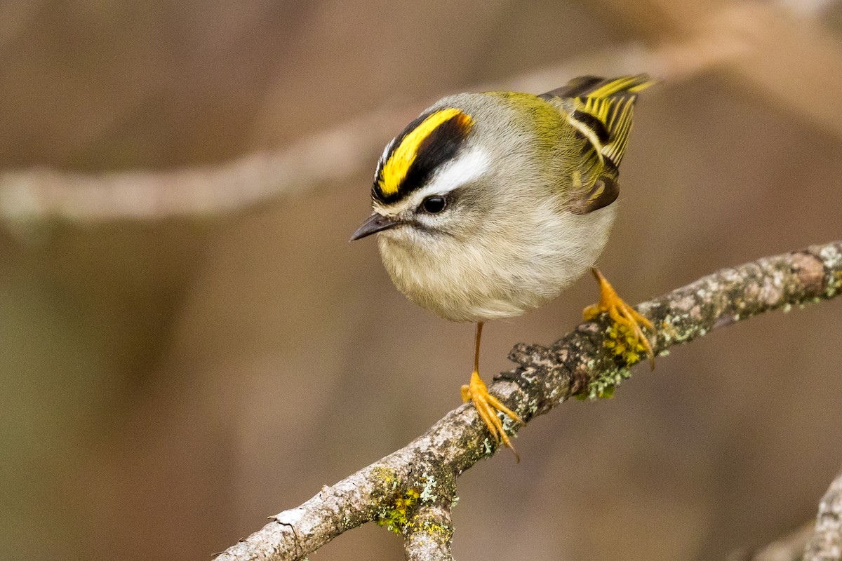 Golden-crowned Kinglet - John Reynolds