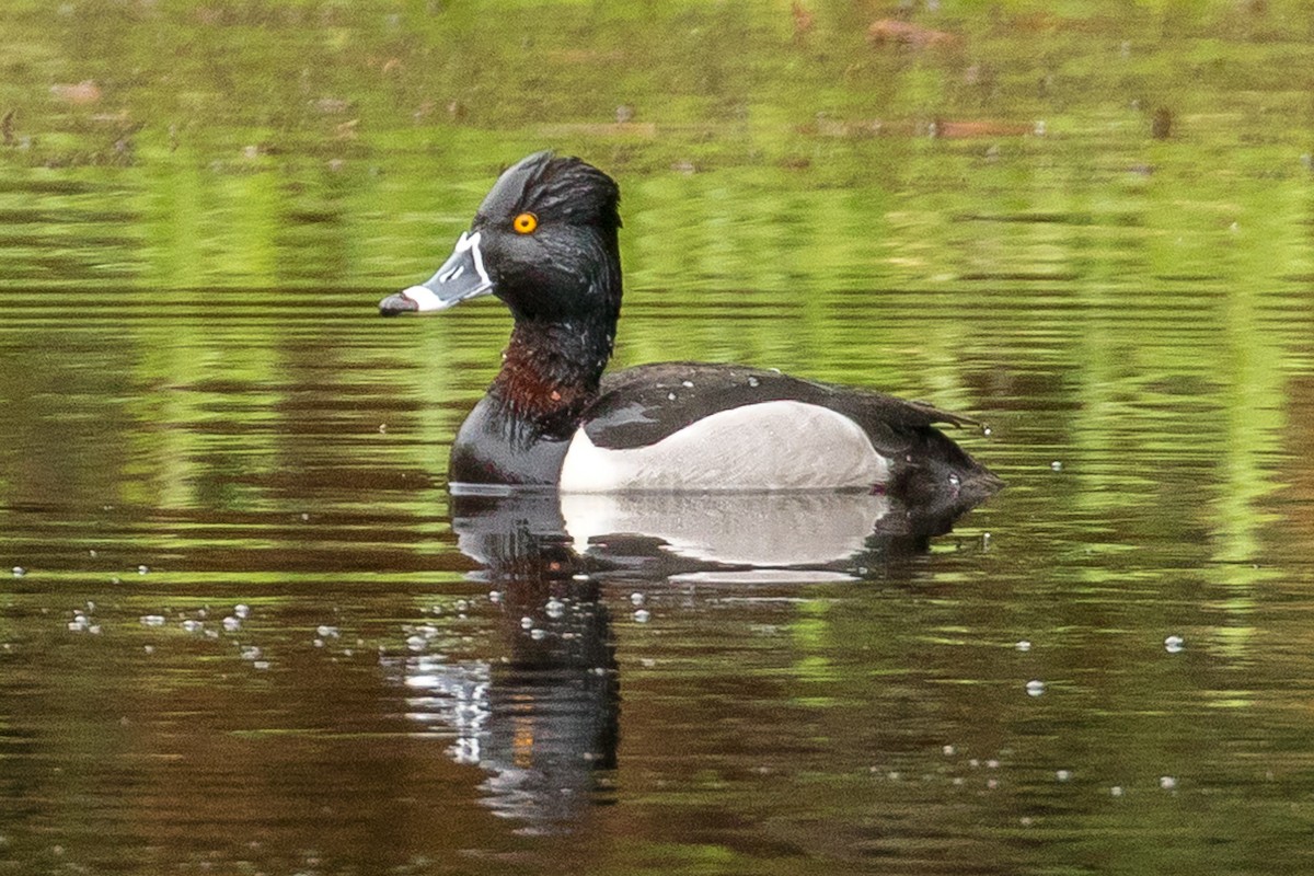 環頸潛鴨 - ML93584921