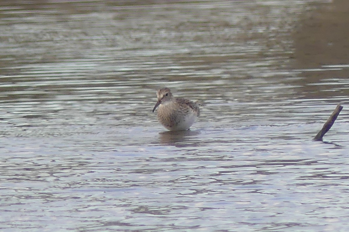 Pectoral Sandpiper - ML93586021