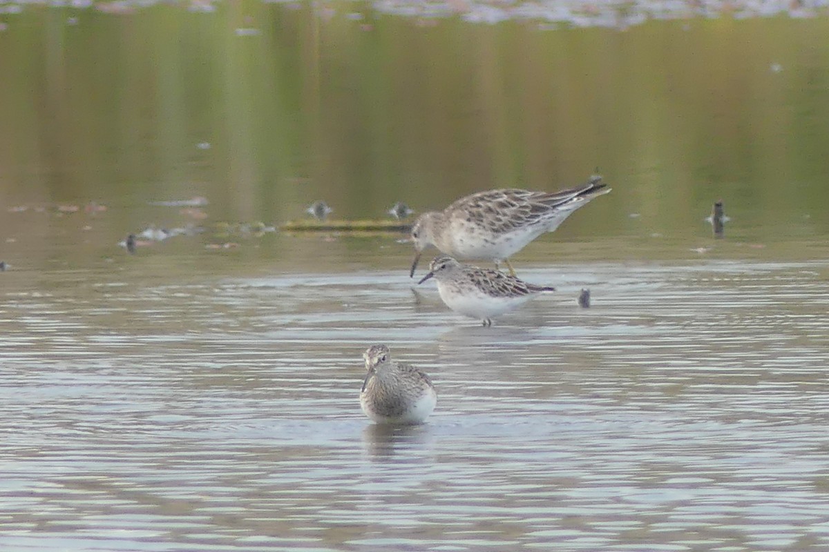 Pectoral Sandpiper - ML93586061