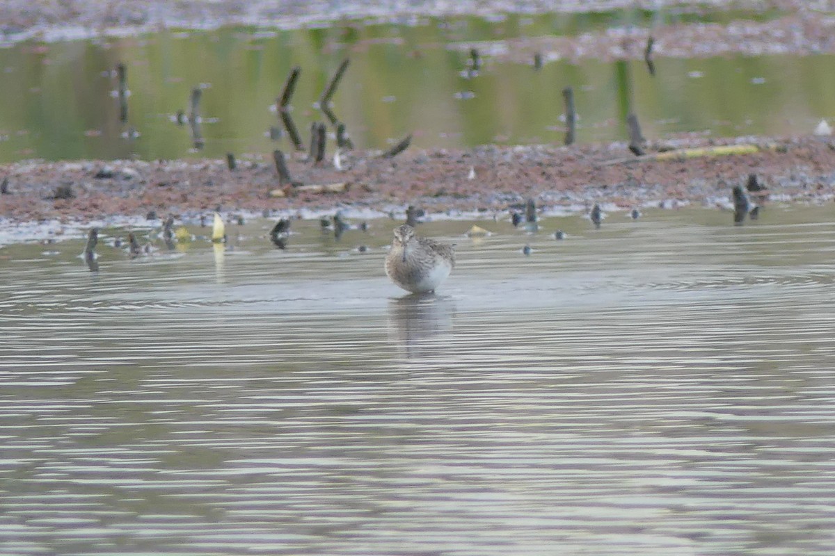 Pectoral Sandpiper - ML93586191