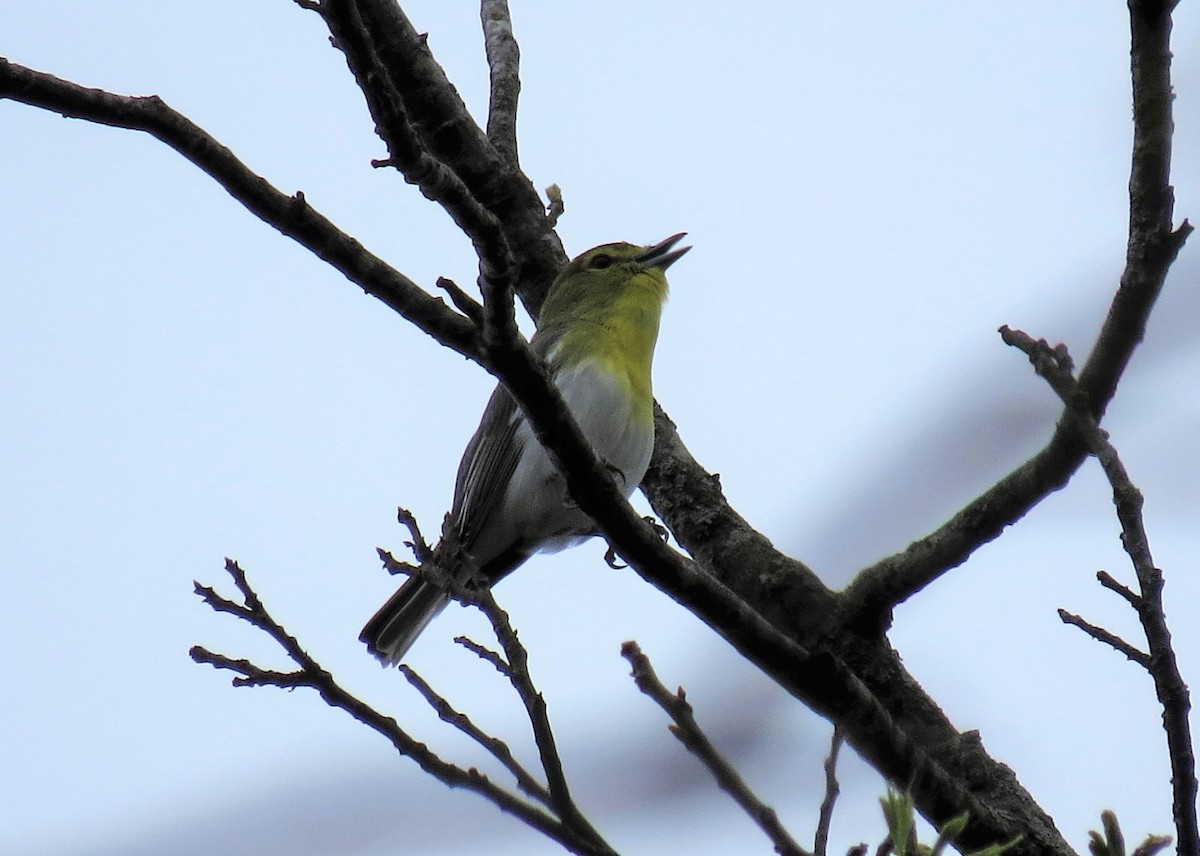 Yellow-throated Vireo - ML93586811