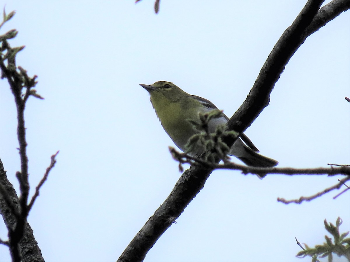 Yellow-throated Vireo - ML93587001