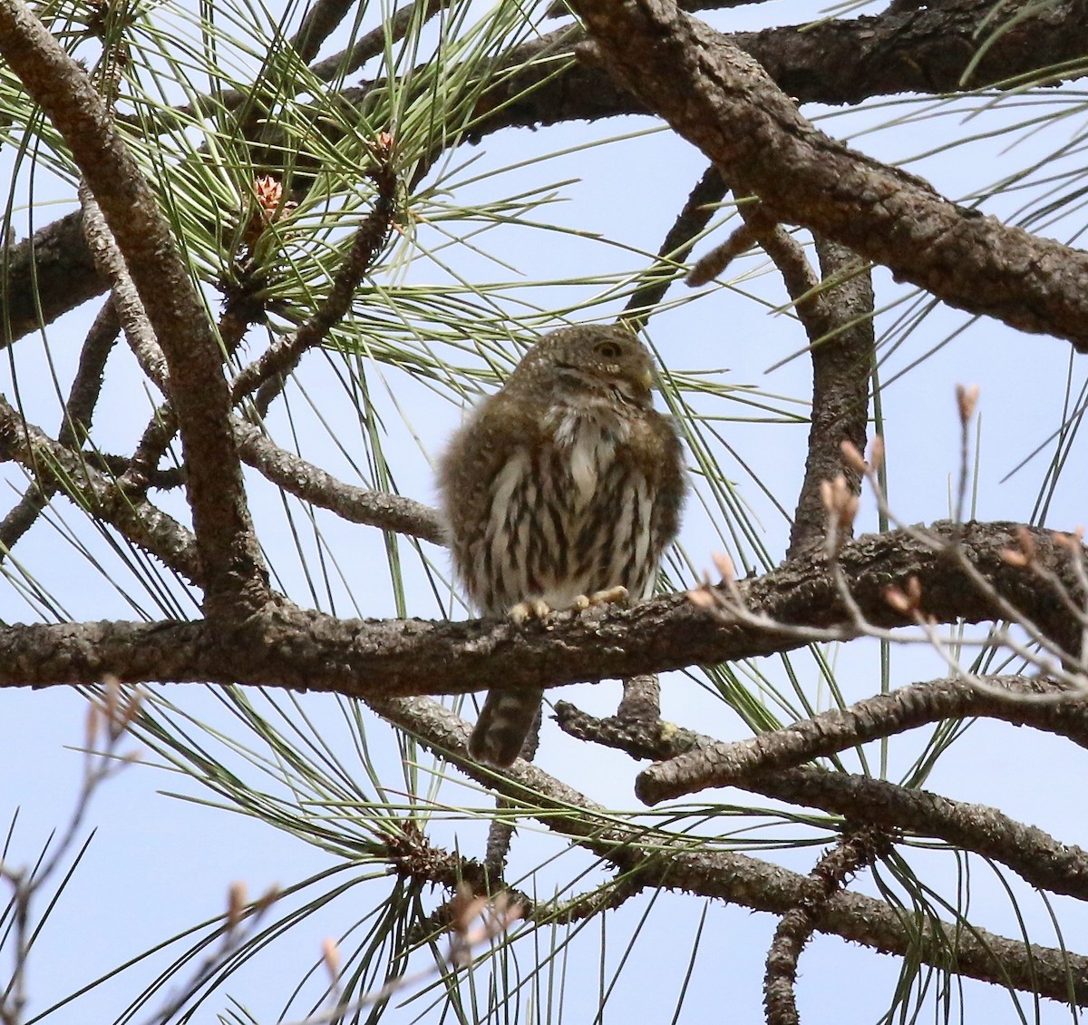 Northern Pygmy-Owl - ML93587301