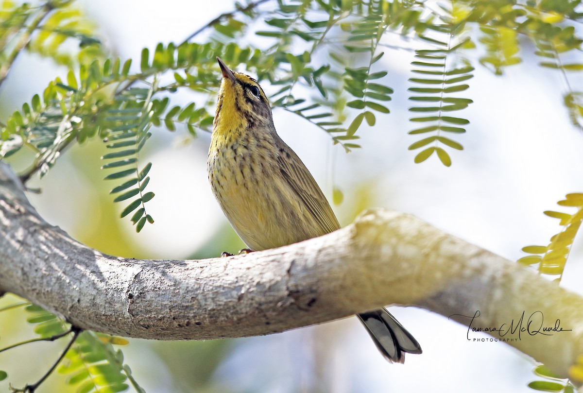 Palm Warbler - Tammy McQuade