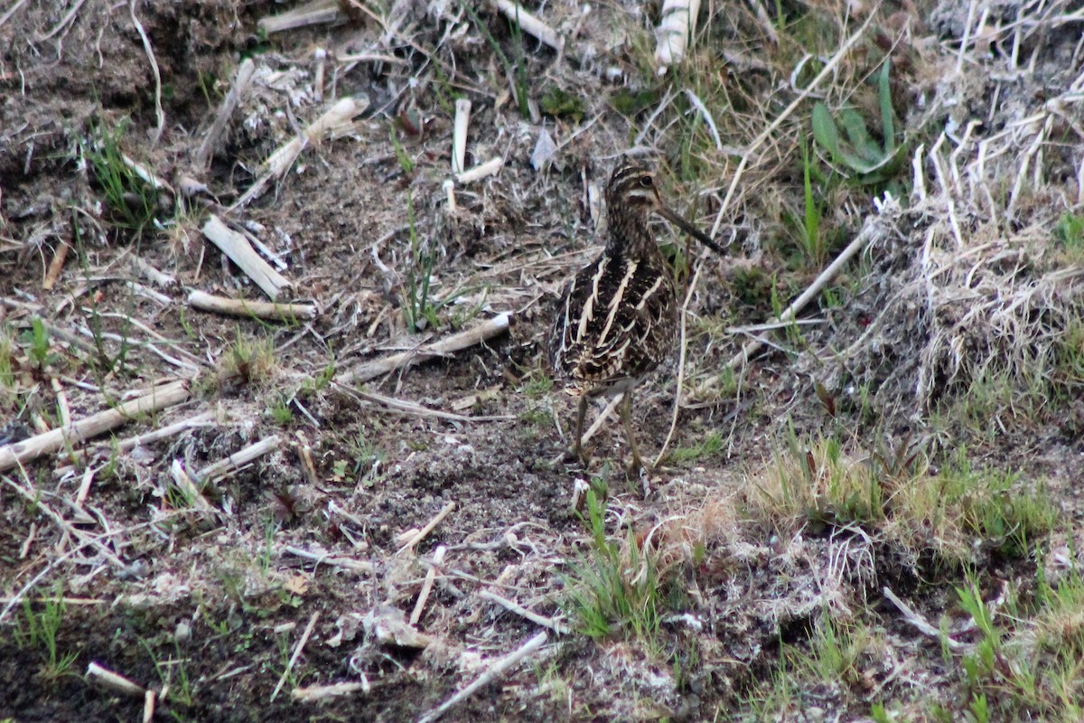 Wilson's Snipe - David Lerwill