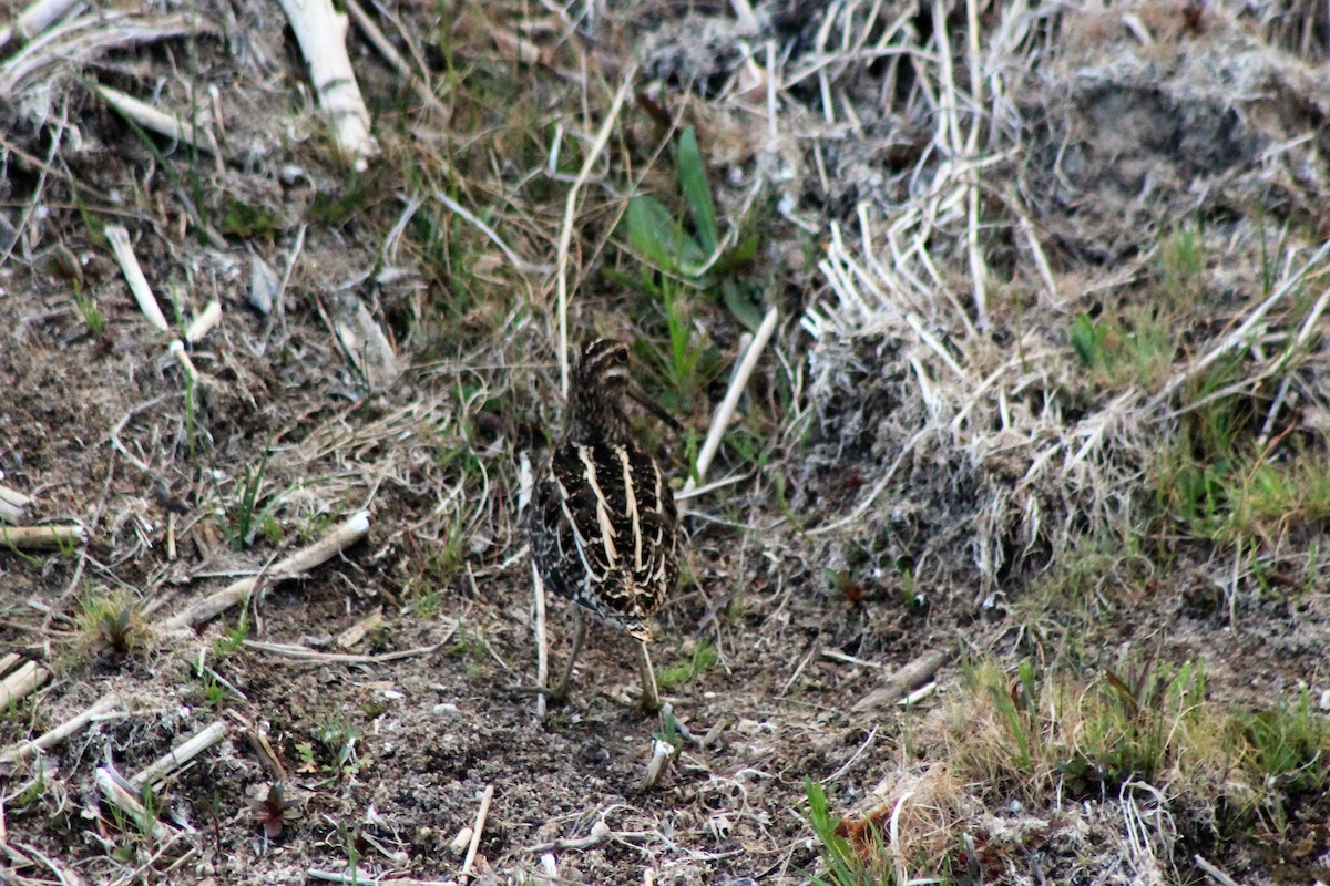 Wilson's Snipe - David Lerwill