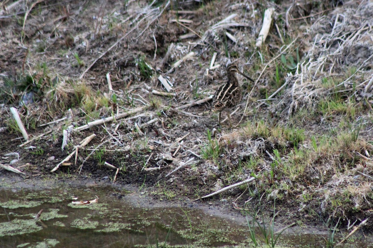 Wilson's Snipe - ML93588951