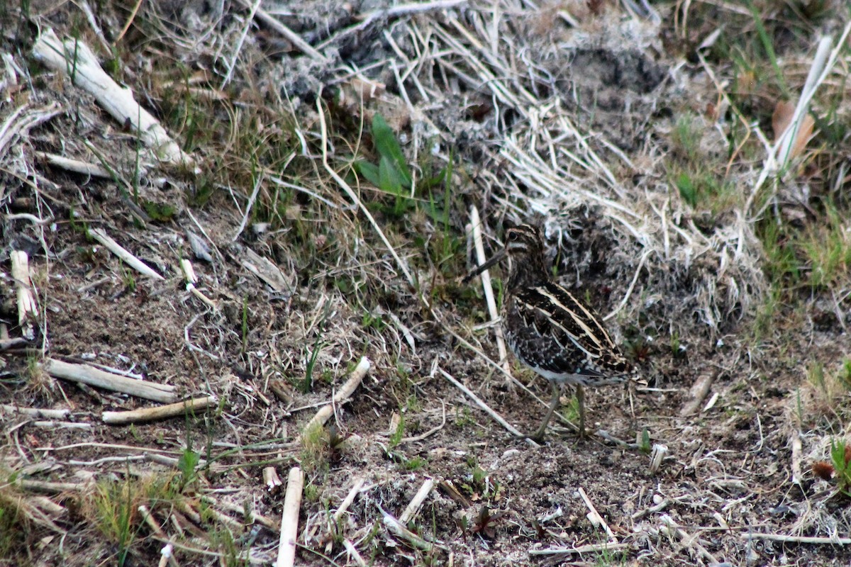 Wilson's Snipe - ML93588991