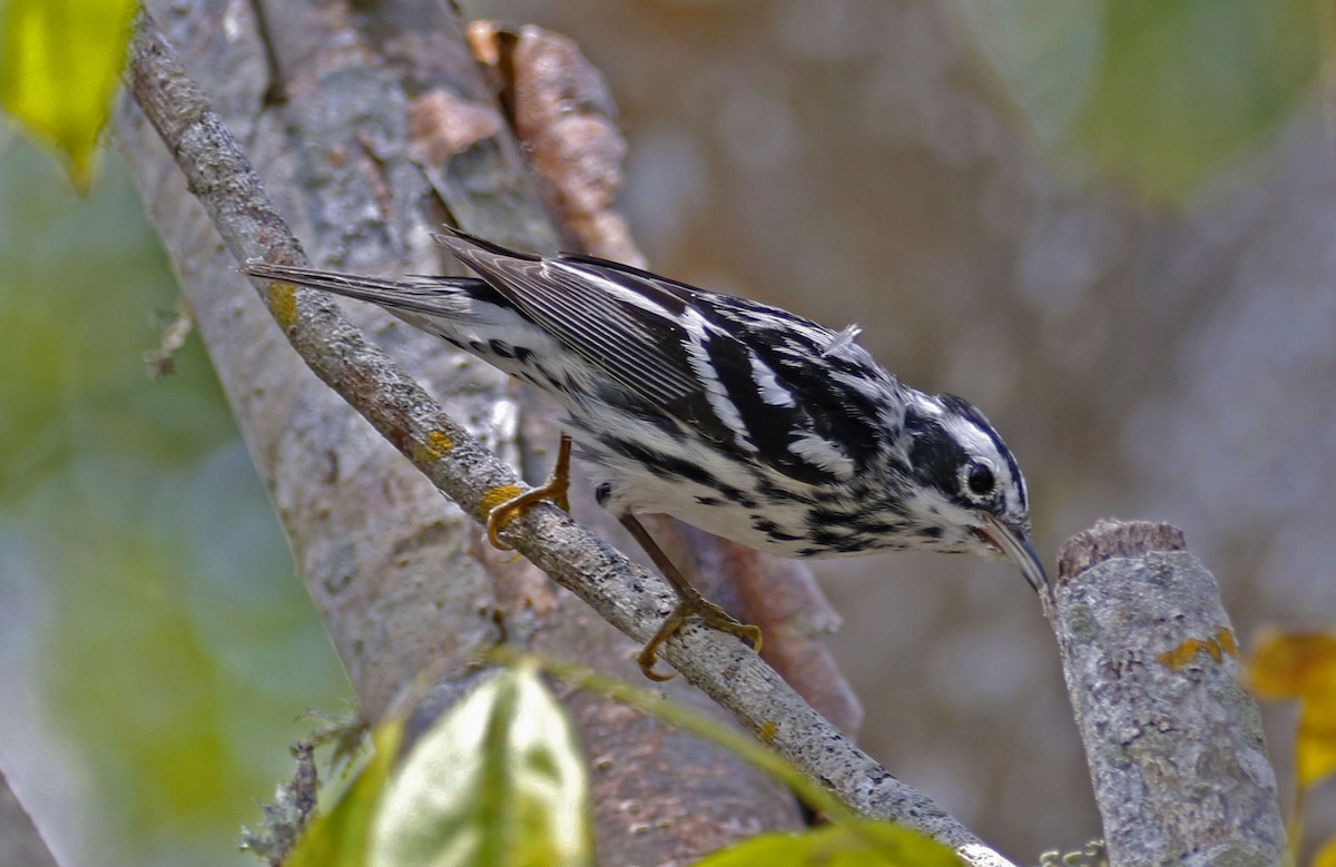 Black-and-white Warbler - ML93589051