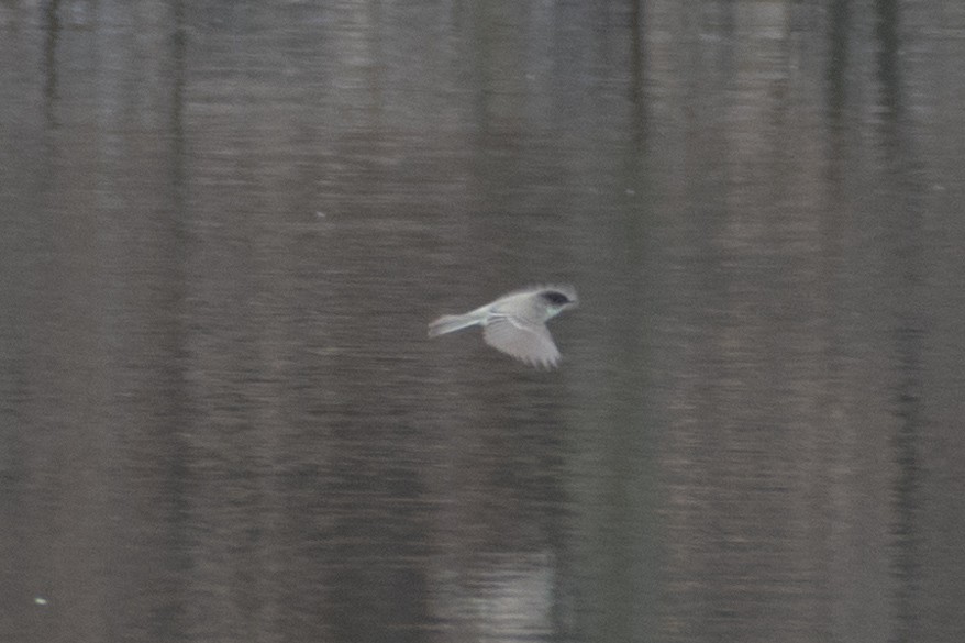 Eastern Phoebe - ML93589141