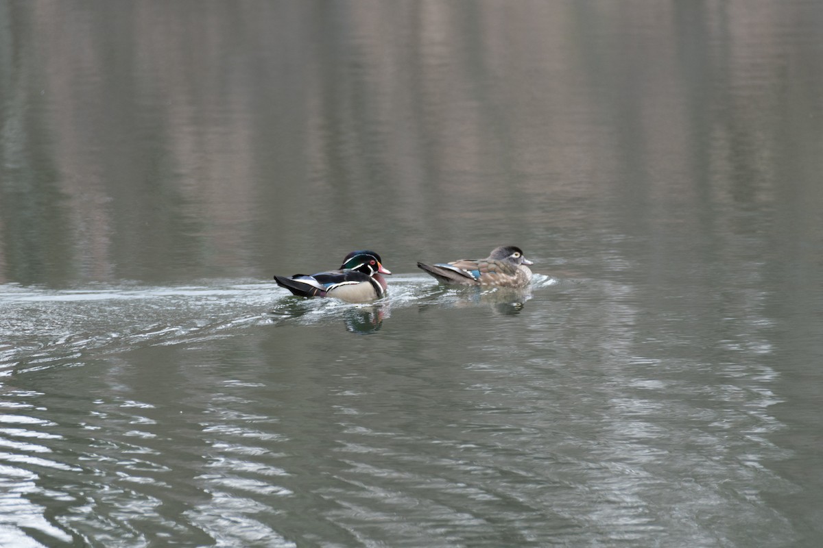 Wood Duck - ML93589691