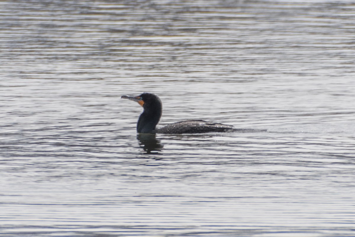 Double-crested Cormorant - ML93589901