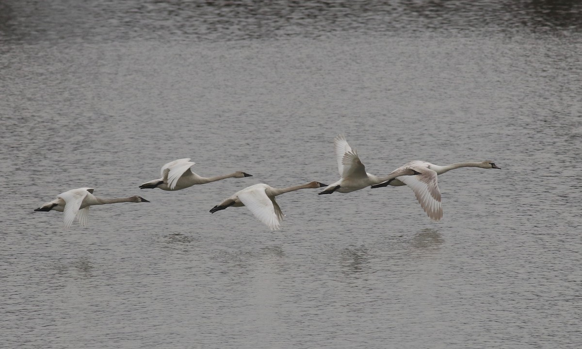 Tundra Swan - ML93593421