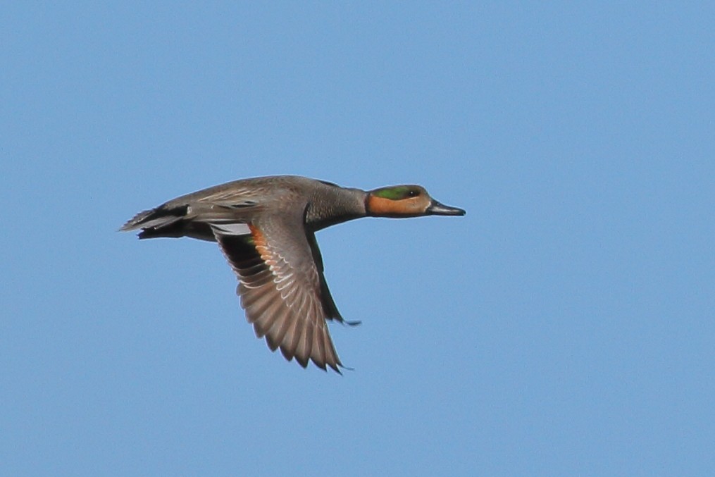 雑種 オカヨシガモ x コガモ - eBird