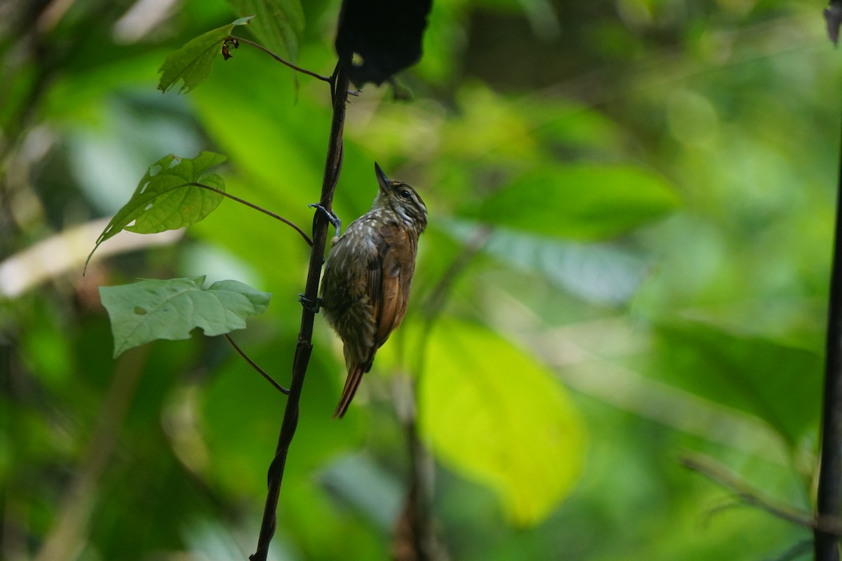 Streaked Xenops - Jeffrey Roth