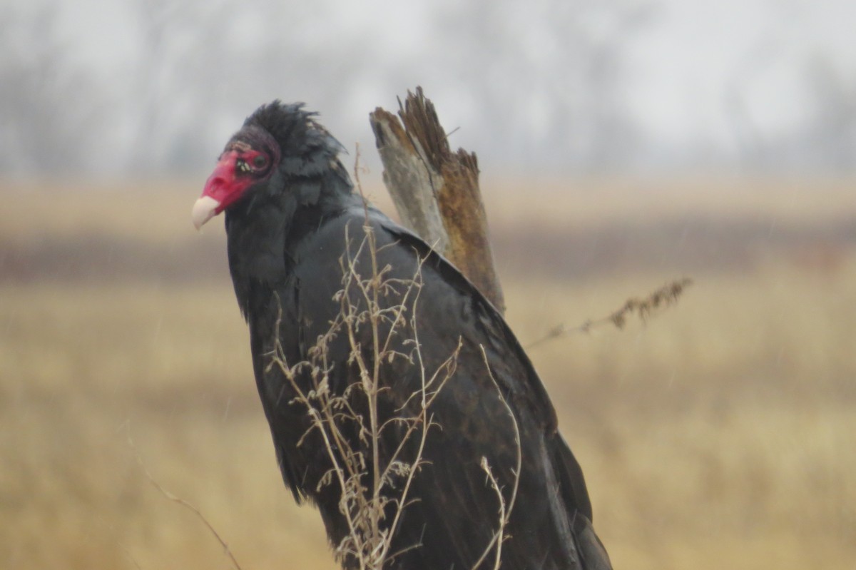 Turkey Vulture - ML93598141