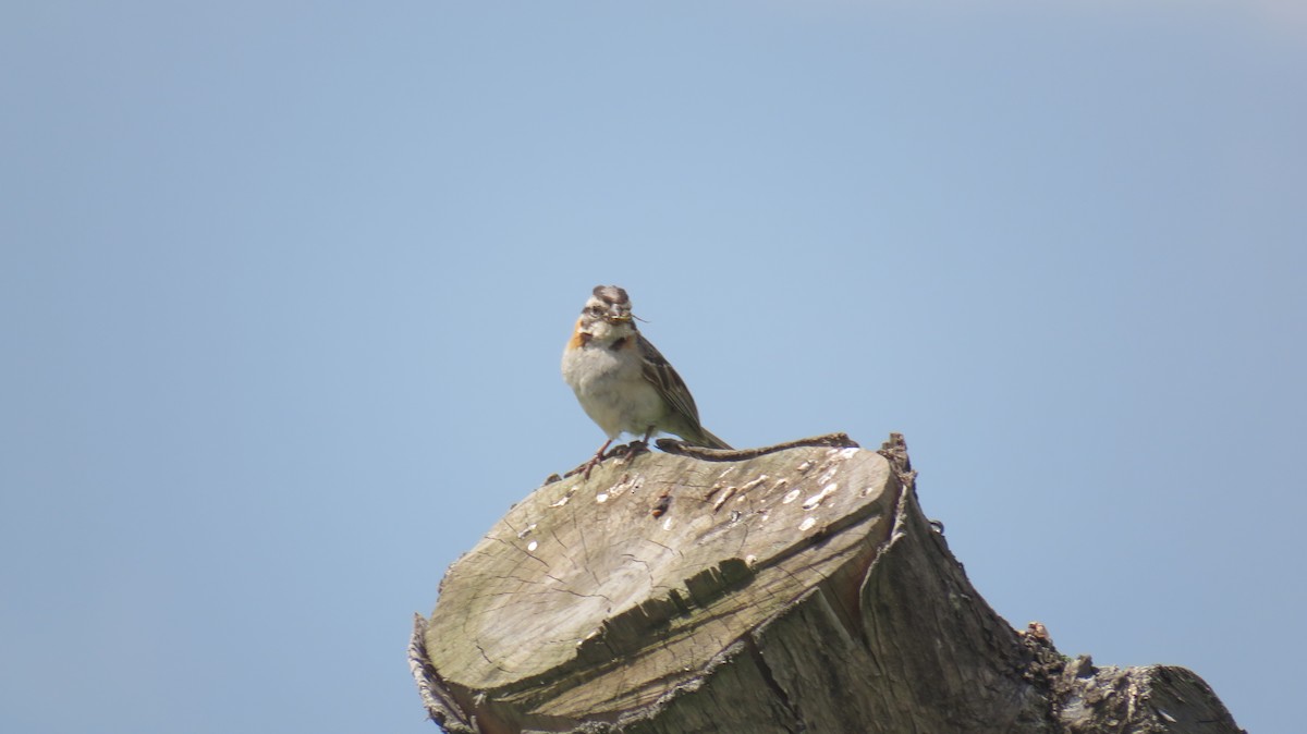 Rufous-collared Sparrow - ML93600561