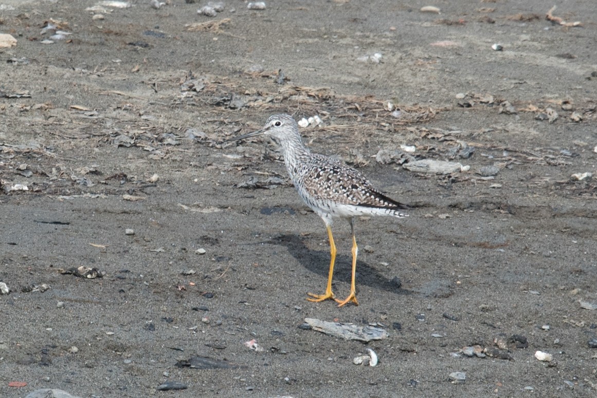 Greater Yellowlegs - ML93602491
