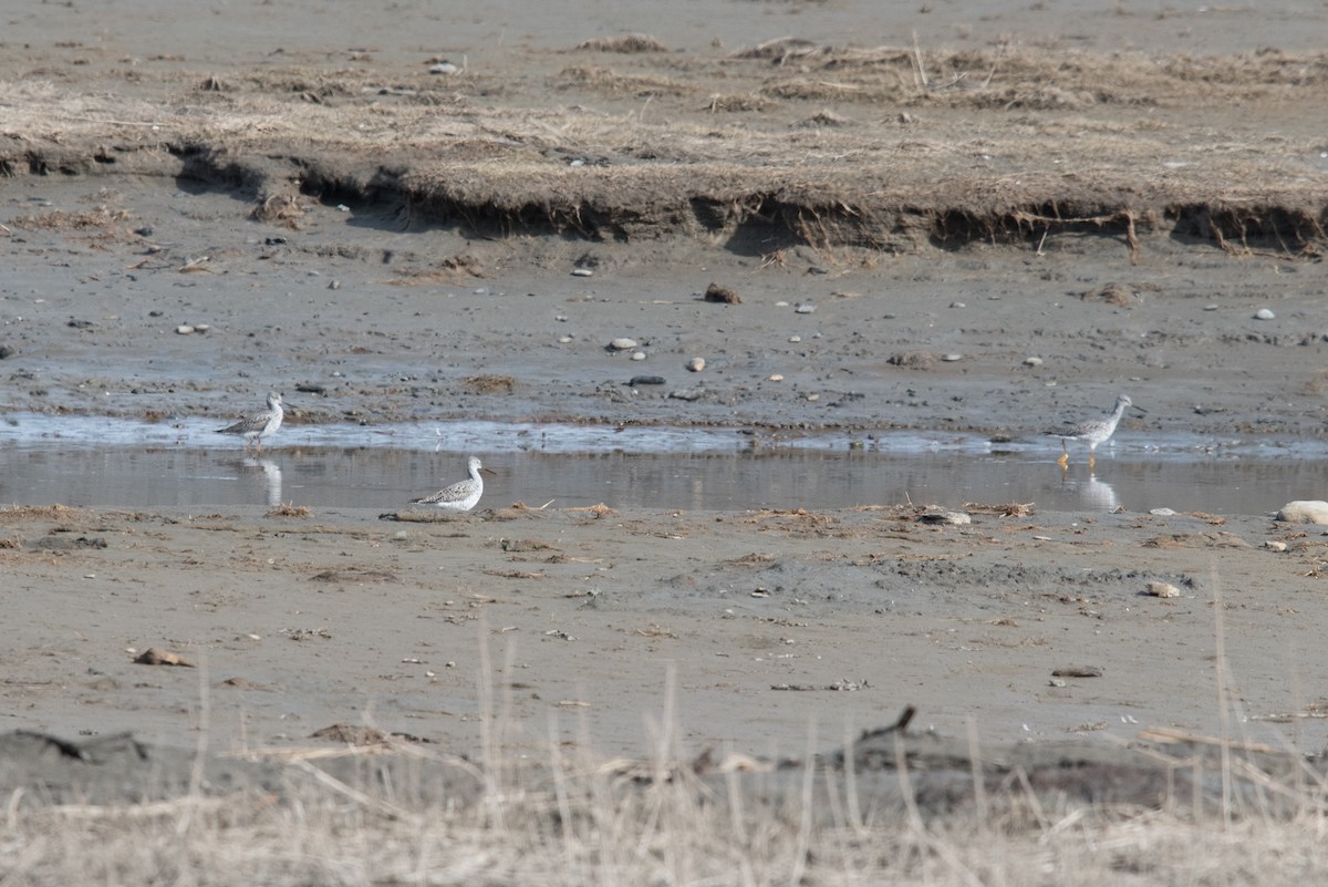 Greater Yellowlegs - ML93602511