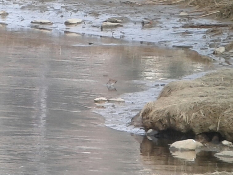 Wilson's Snipe - ML93603051