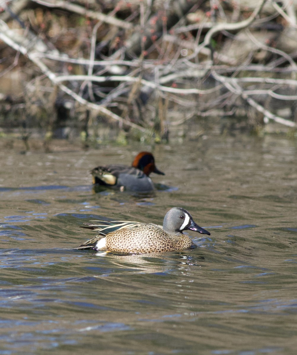 Sarcelle à ailes bleues - ML93603891