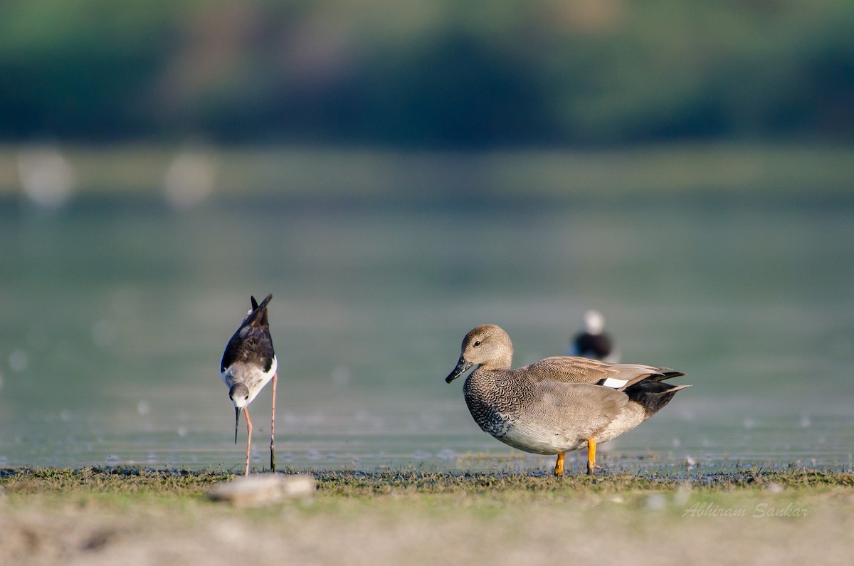 Gadwall - ML93604031