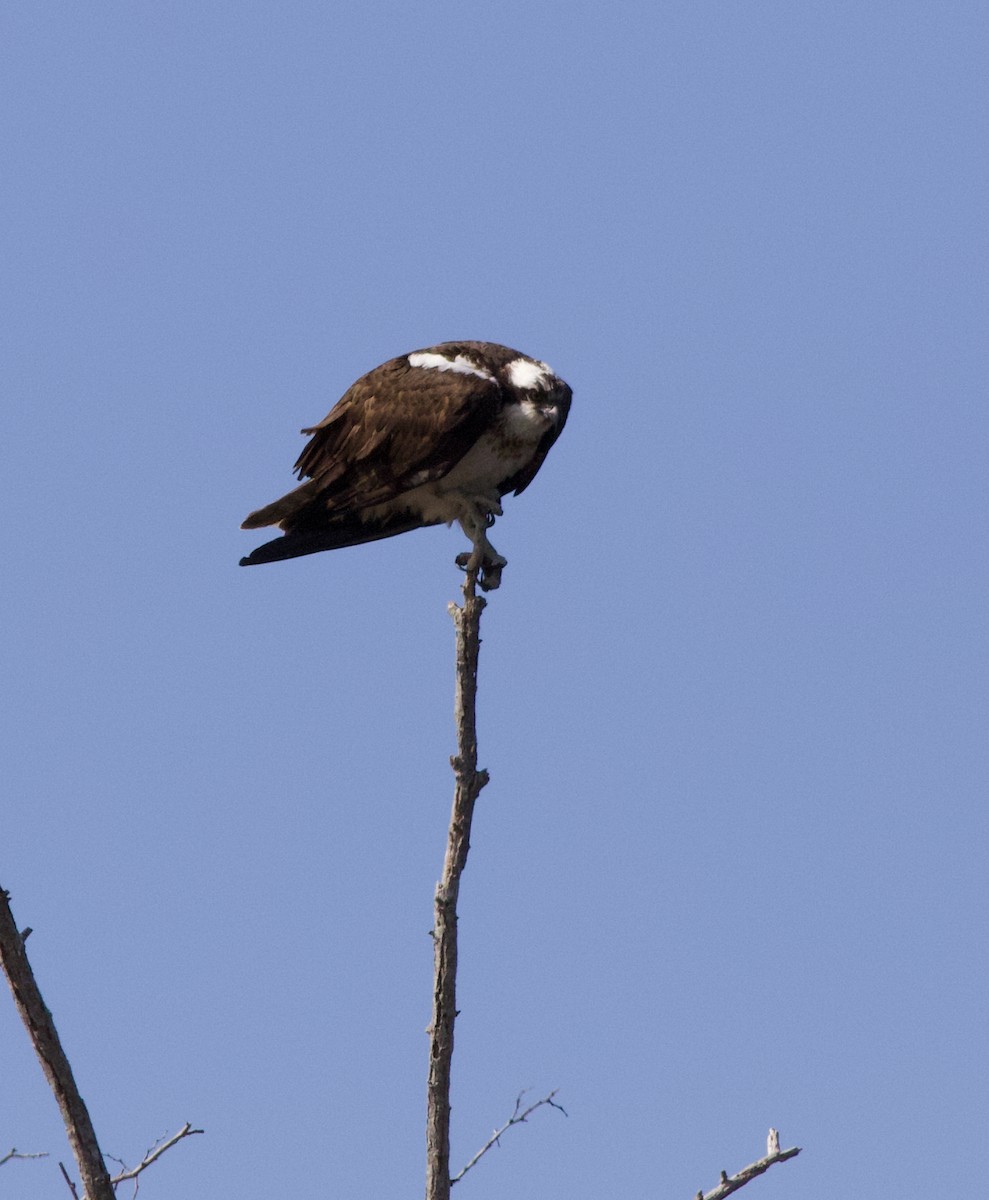 Fischadler - ML93604041