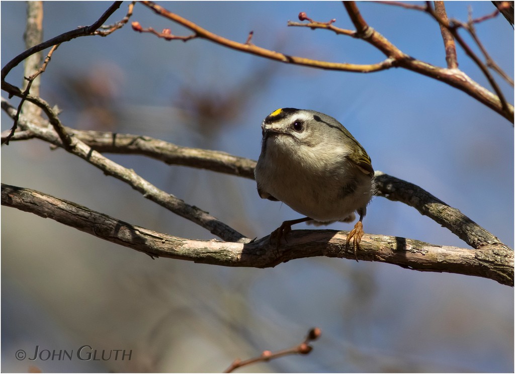 Golden-crowned Kinglet - John Gluth