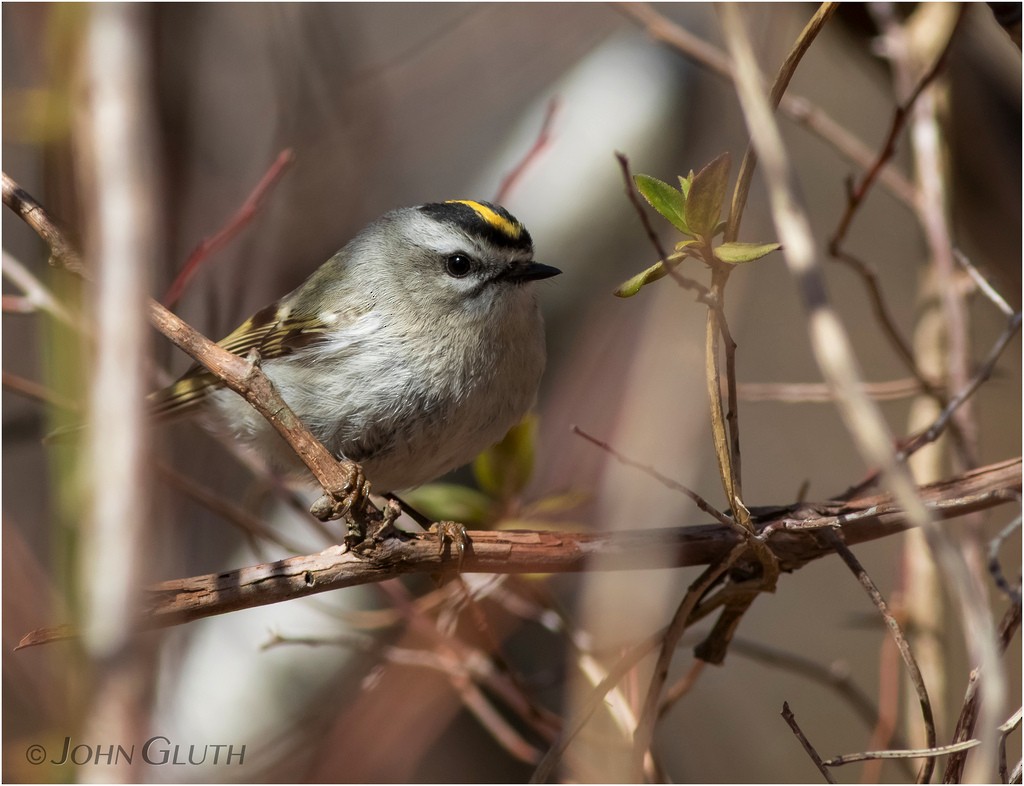 Roitelet à couronne dorée - ML93604151