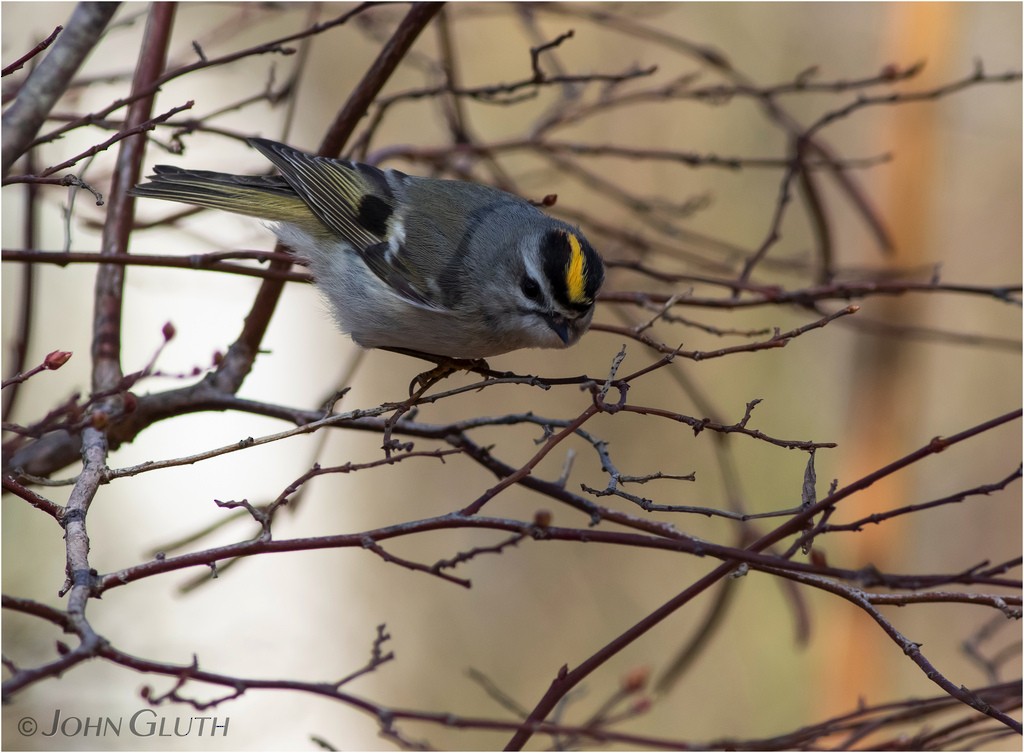 Golden-crowned Kinglet - John Gluth