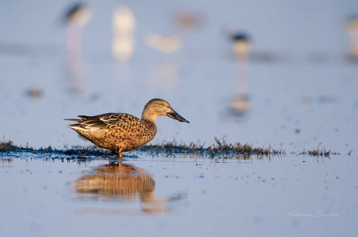 Northern Shoveler - ML93604691