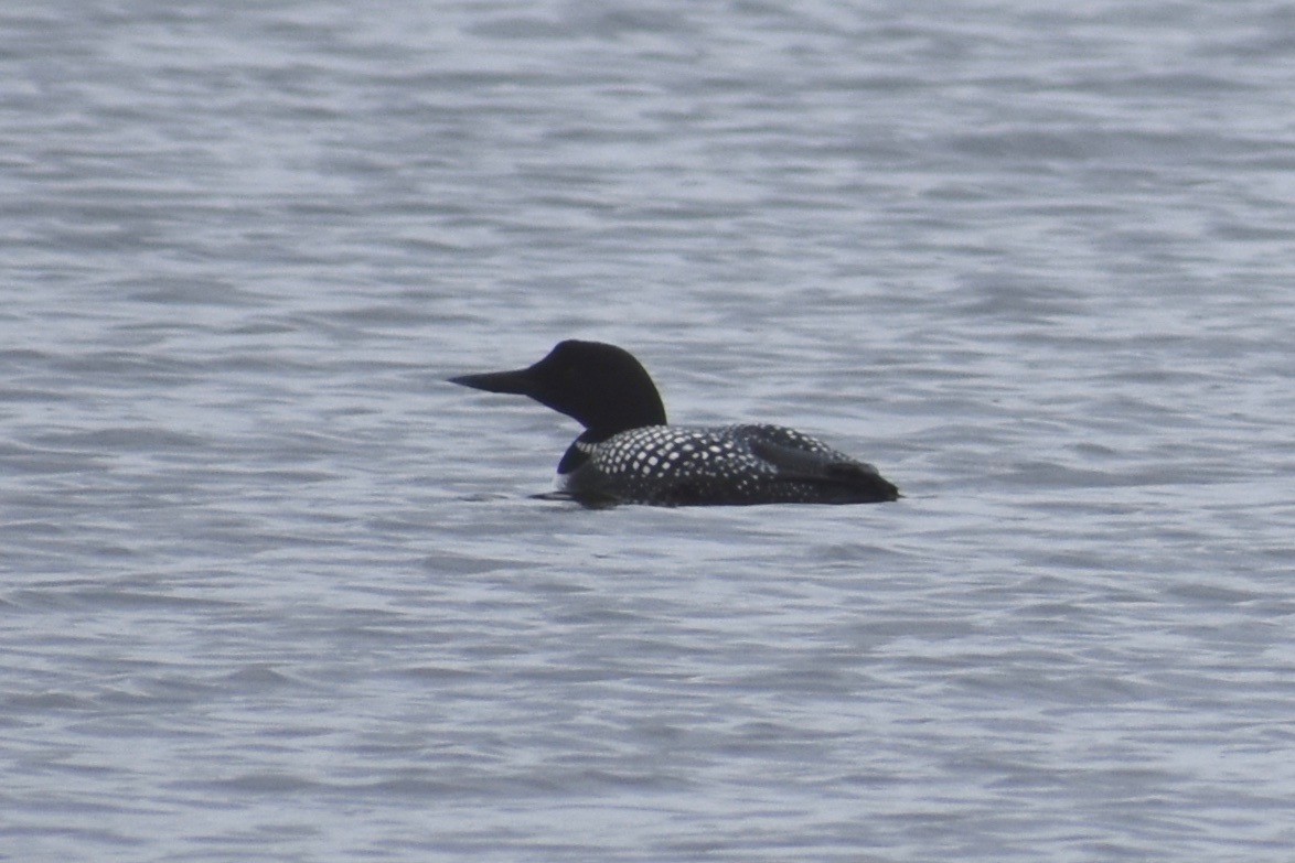 Common Loon - Aaron Beerman