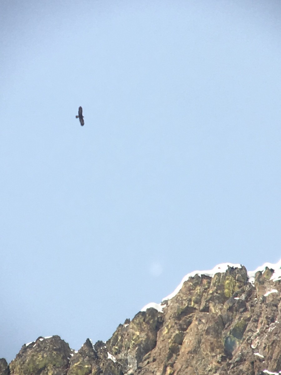 Golden Eagle - ML93605901