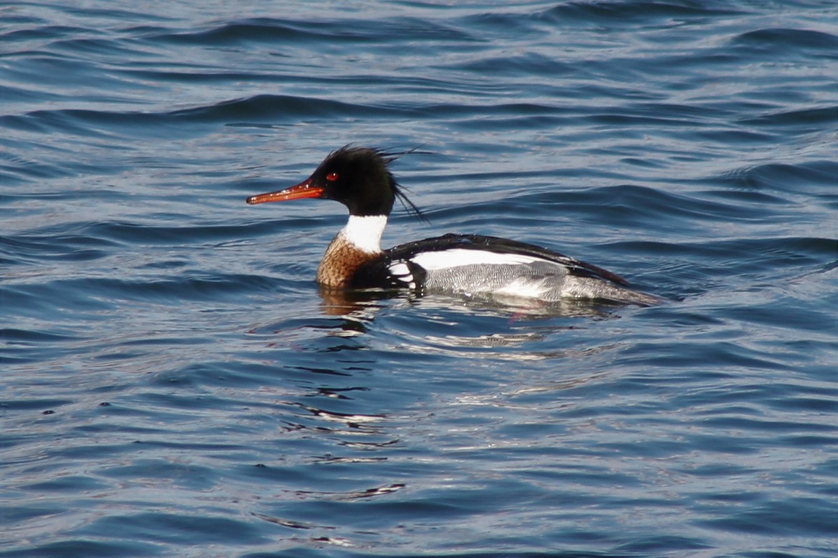 Red-breasted Merganser - ML93607611