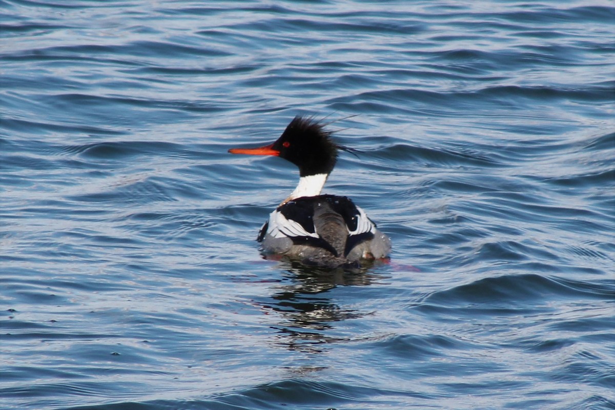 Red-breasted Merganser - ML93607621