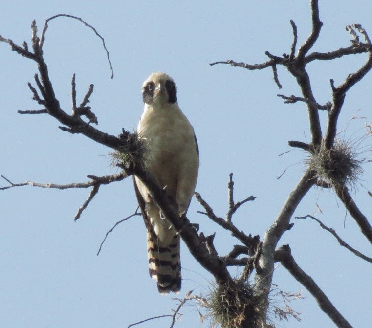 Laughing Falcon - ML93609621