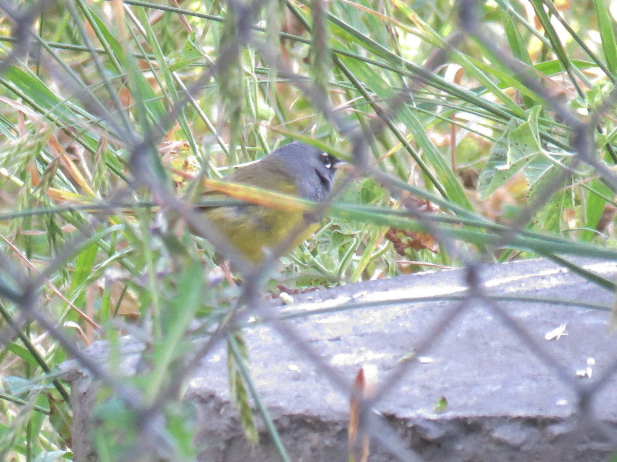 MacGillivray's Warbler - ML93610931