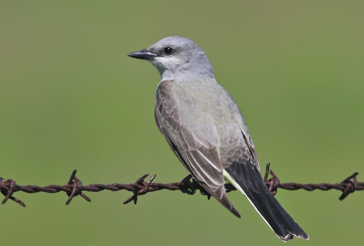 Western Kingbird - ML93612221