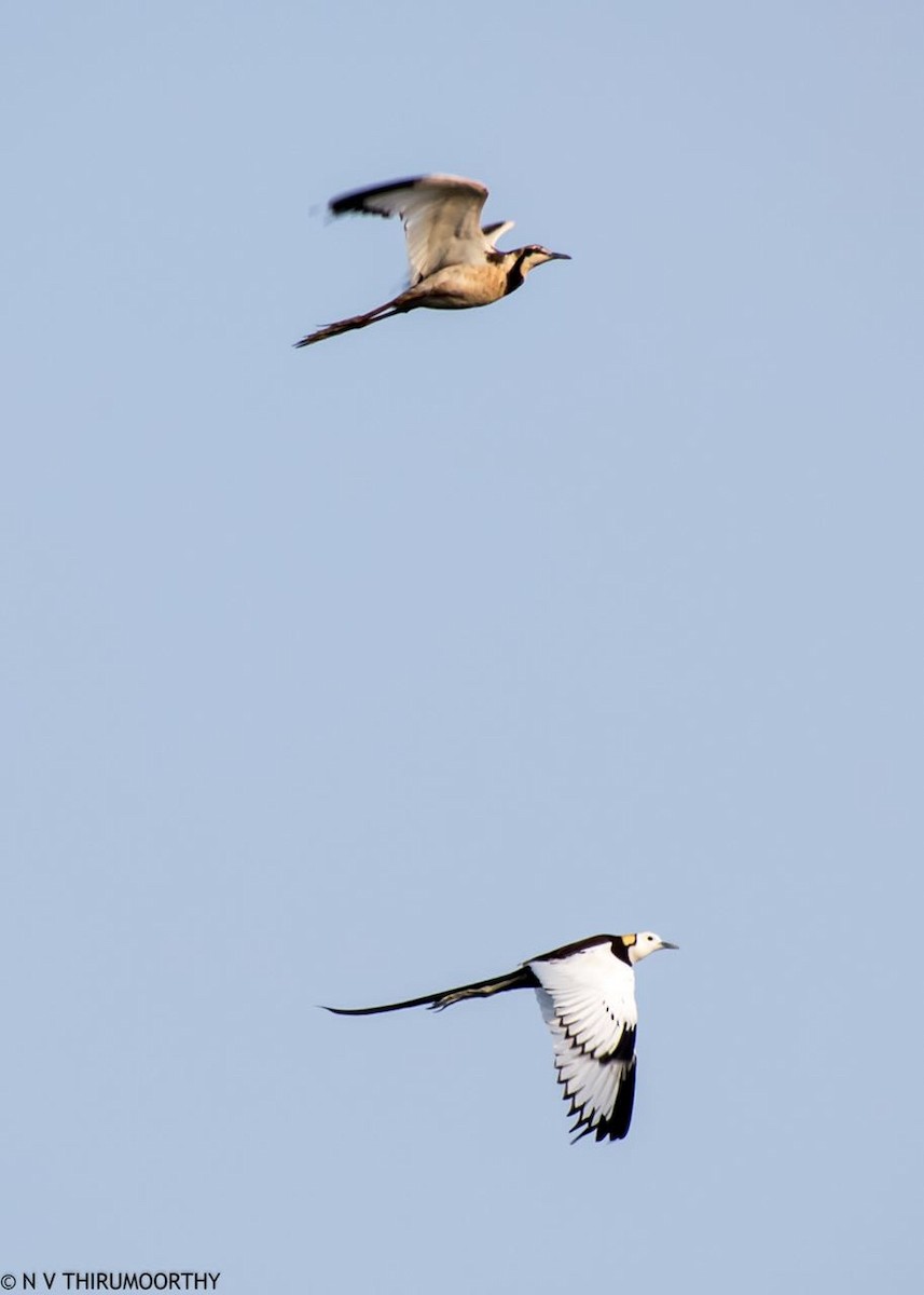 Pheasant-tailed Jacana - ML93613711