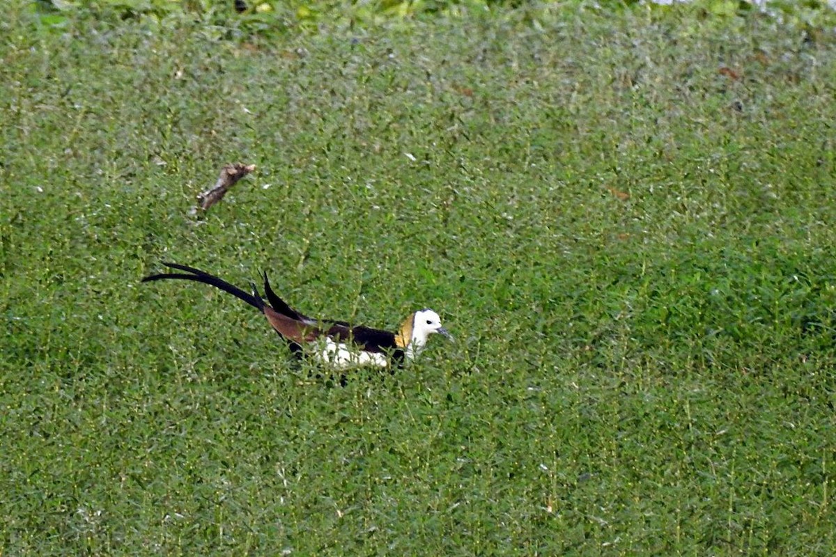 Pheasant-tailed Jacana - Coimbatore Nature Society