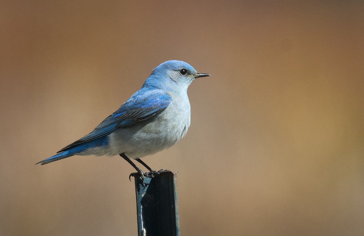 Mountain Bluebird - ML93613881