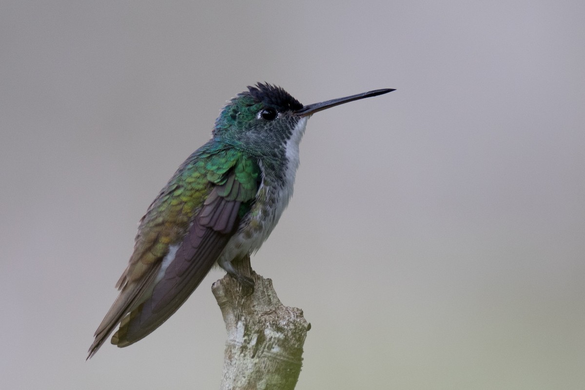 kolibřík andský - ML93614481
