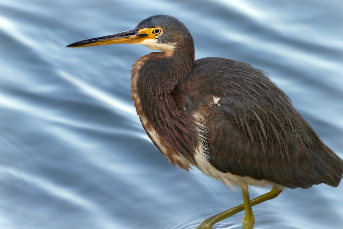 Tricolored Heron - ML93614751