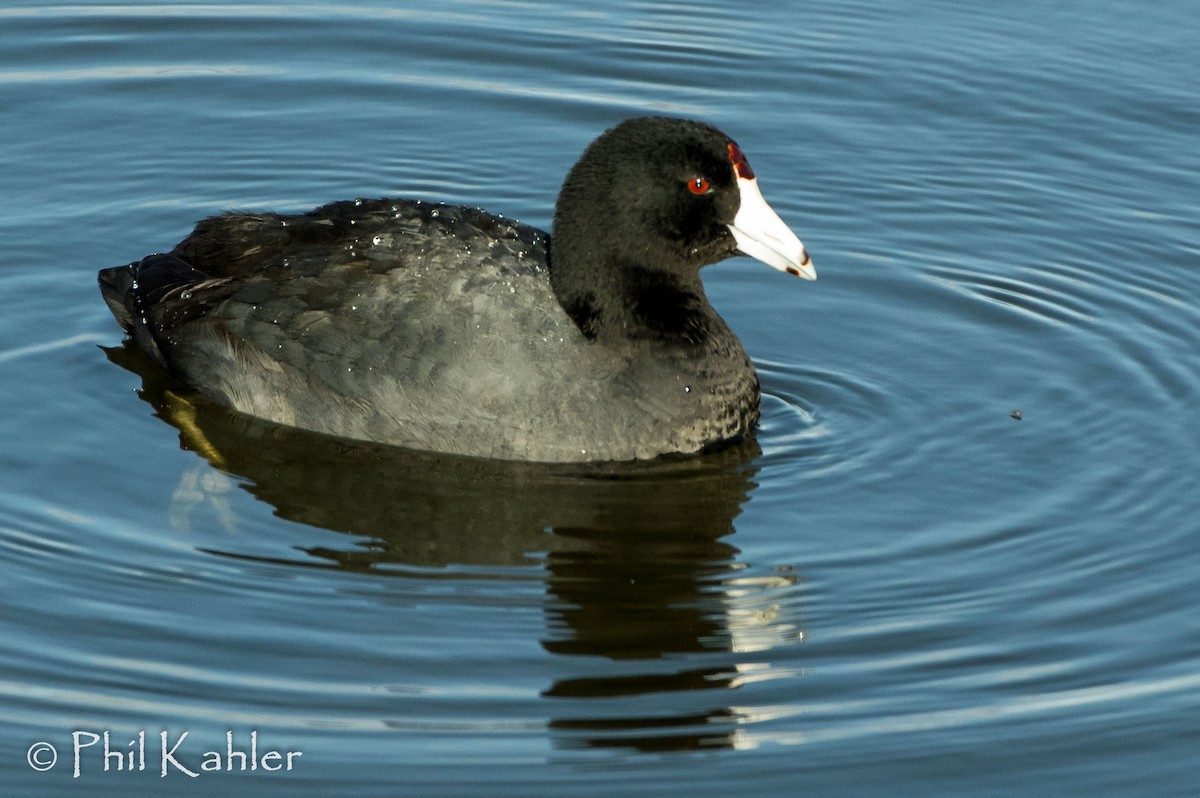 American Coot - Phil Kahler