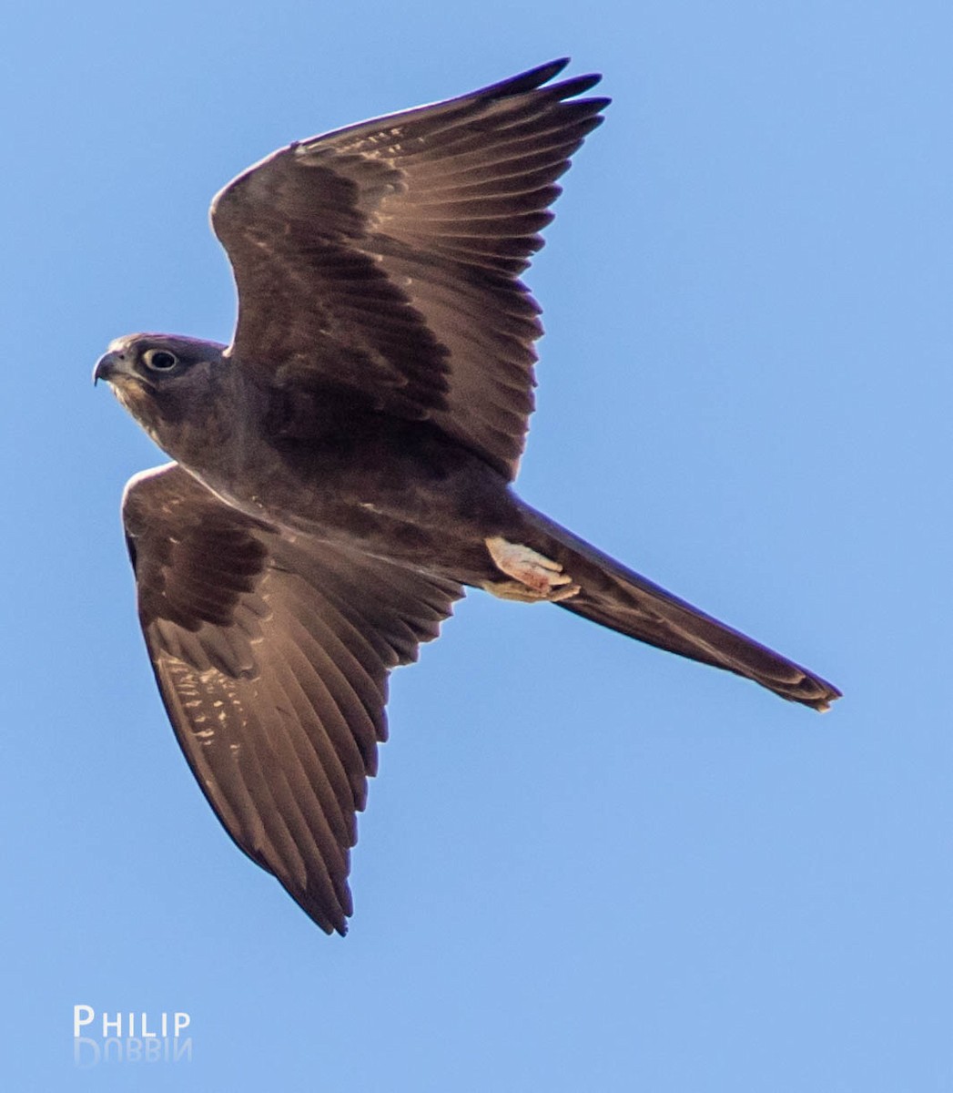 Black Falcon - Philip Dubbin
