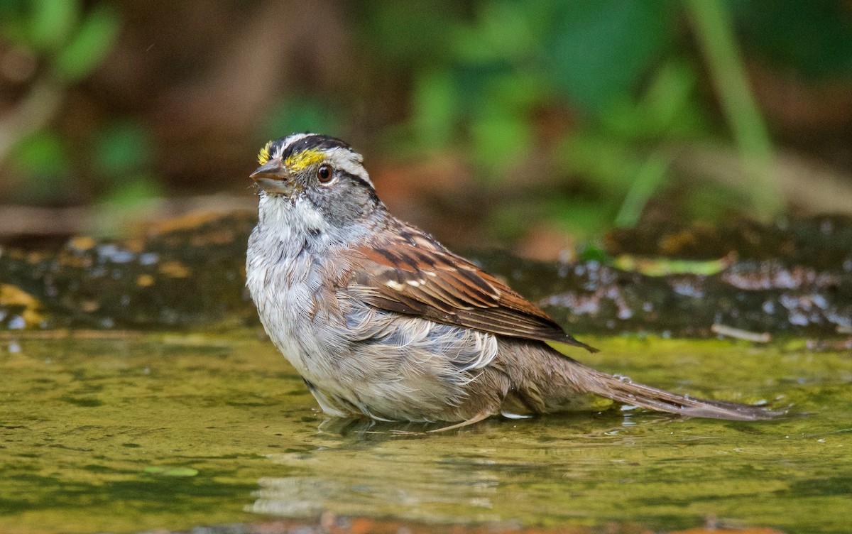 White-throated Sparrow - ML93617781