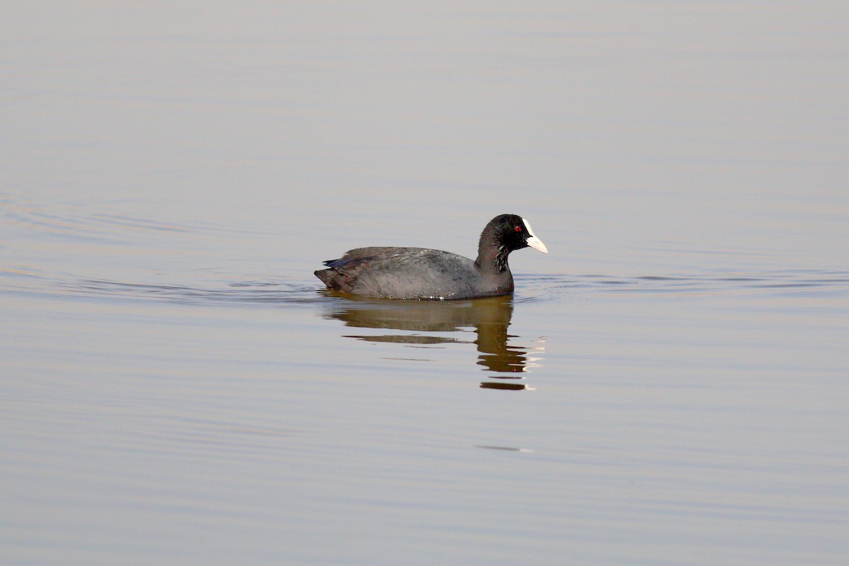 Eurasian Coot - 白尾 海雕