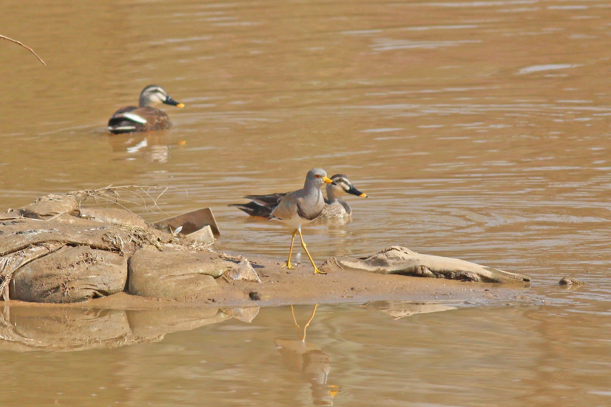 Gray-headed Lapwing - ML93618611